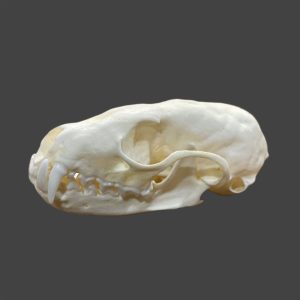 Marten Skull: #3 Quality