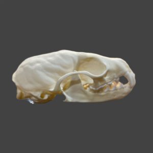 Marten Skull: #2 Quality