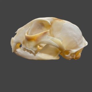 Lynx Skull: #3 Quality