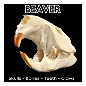 Beaver Skulls & Bones