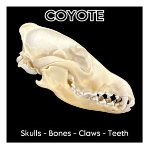 Coyote Skulls & Bones