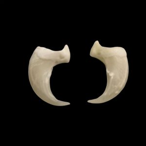 Lynx Claws: Matching Pair / Small