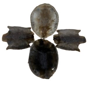 Beaver Fur: #1 Quality / Large