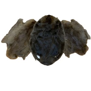 Beaver Fur: #2 Quality / Large