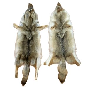 Coyote Fur - #1 Quality/X Large