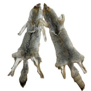 Coyote Fur: #3 Quality / XXLarge