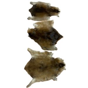 Muskrat Fur:  #3 Quality / Large