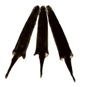 Otter Fur: #1 Quality / Medium