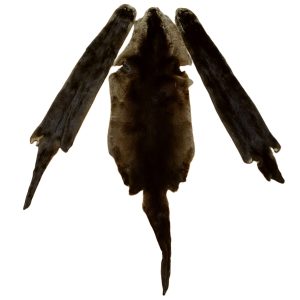 Otter Fur: #2 Quality / Small