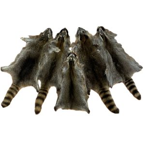 Raccoon Fur - #2 Quality/Large