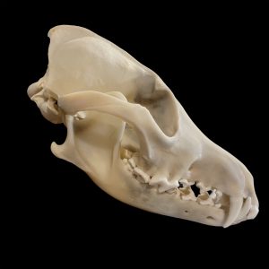 Coyote Skull: #1 Quality