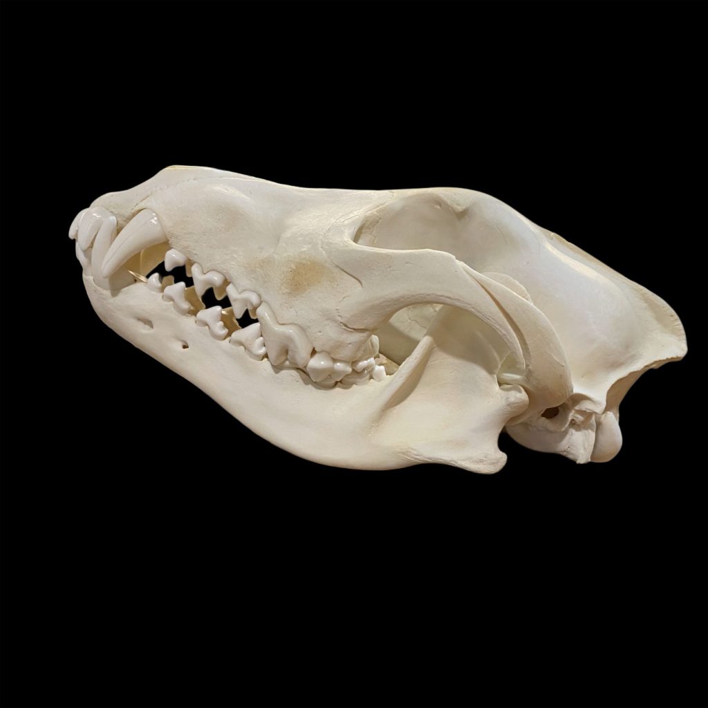 Wolf Skull: #2 Quality / X Large