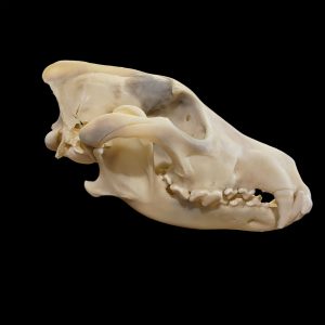 Wolf Skull: #3 Quality / X Large