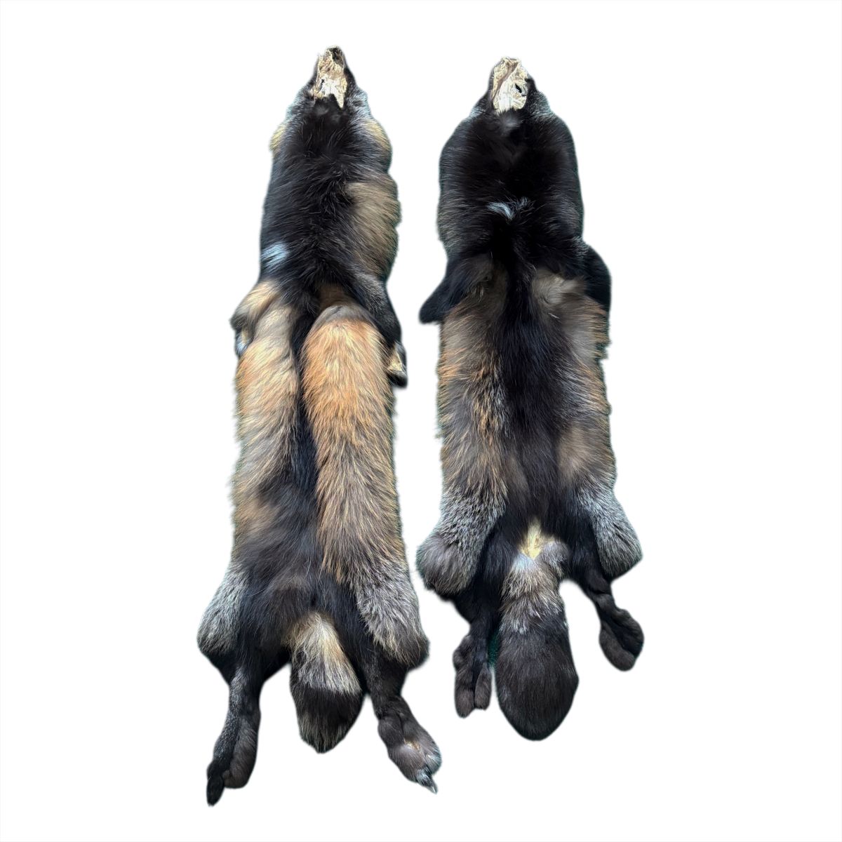 FOXC-FUR-2 MEDIUM (1)