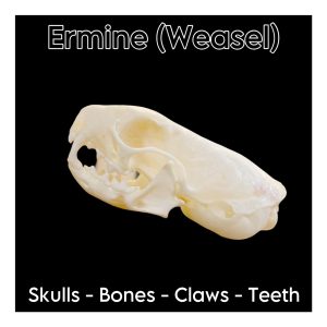 Ermine (Weasel) Skulls