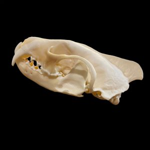 Fisher Skull: #1 Quality / Male