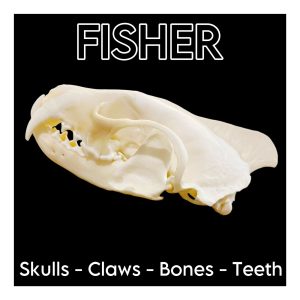 Fisher Skulls, Bones & Claws