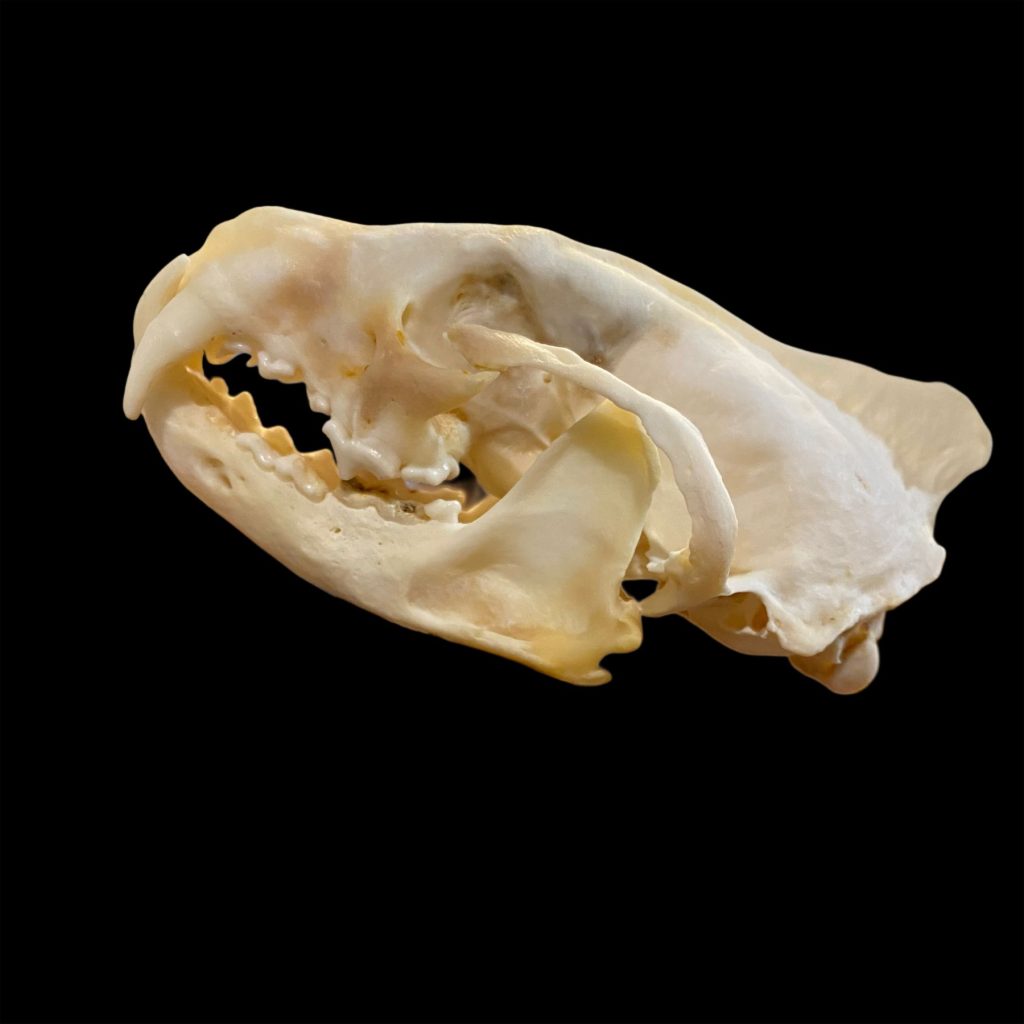 Fisher Skull: #2 Quality / Male