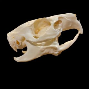 Muskrat Skull: #1 Quality