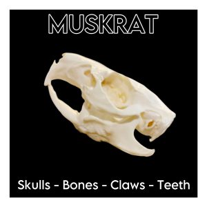 Muskrat Skulls