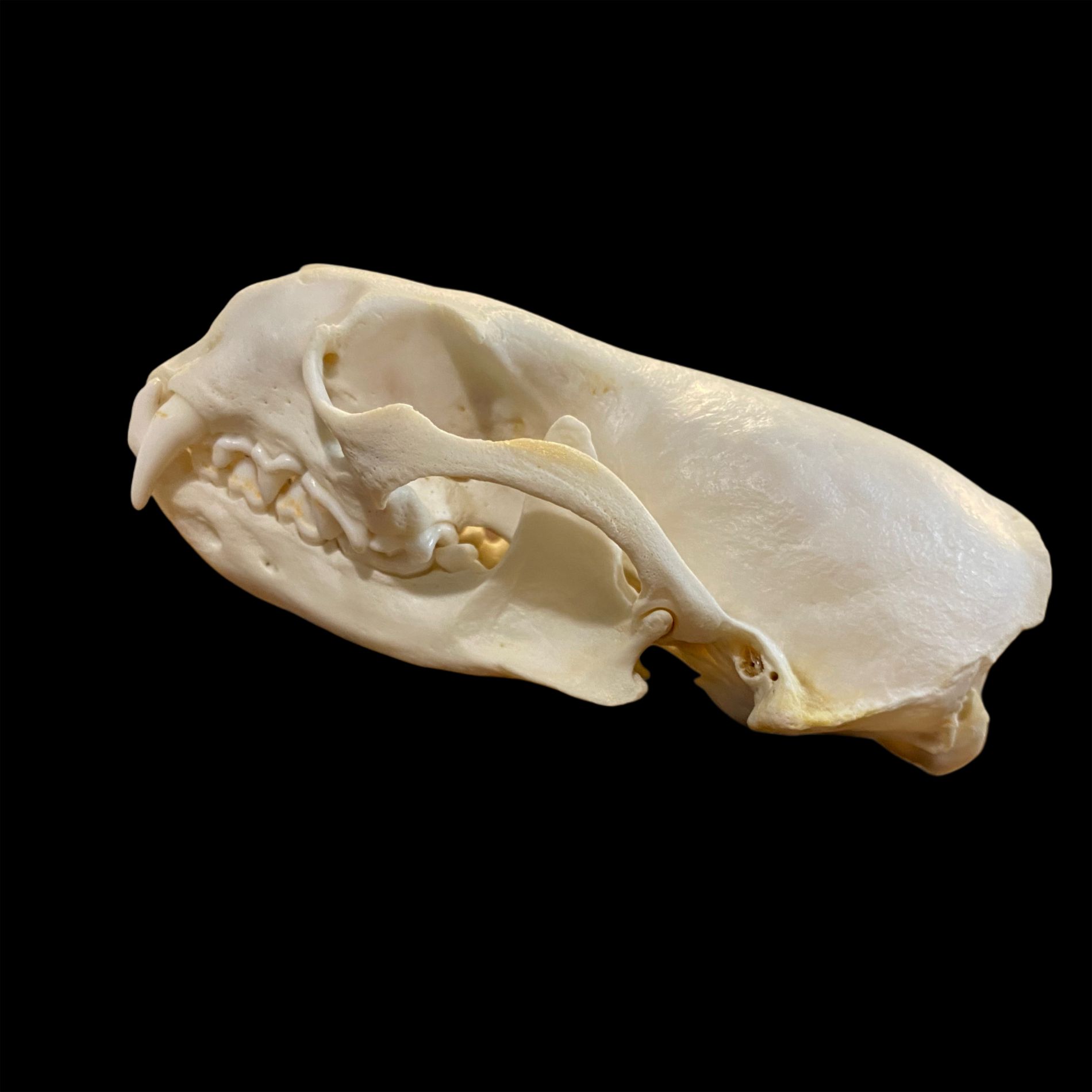 Otter Skull: #1 Quality
