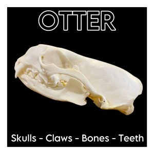 Otter Skulls