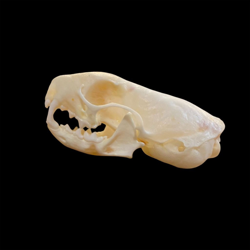 Ermine (Weasel) Skull: #1 Quality