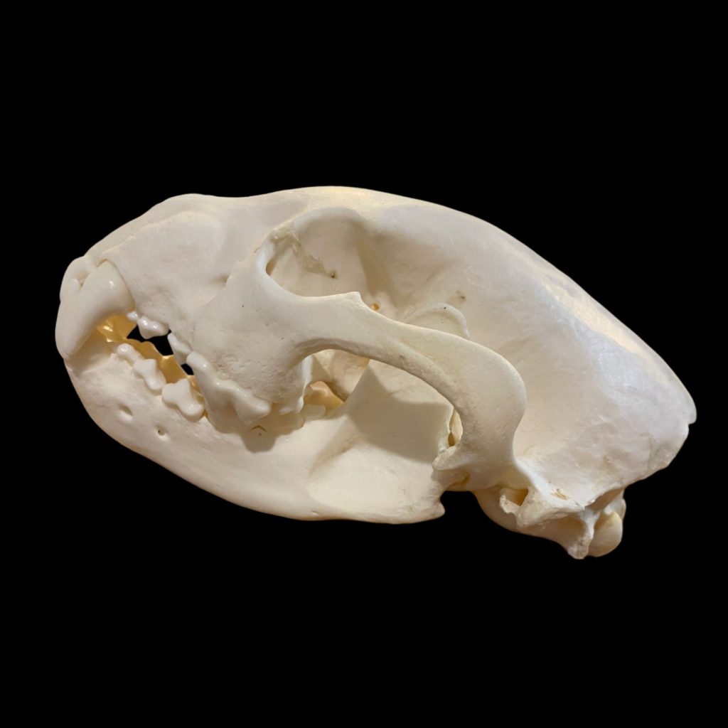 Wolverine Skull: #1 Quality / Large