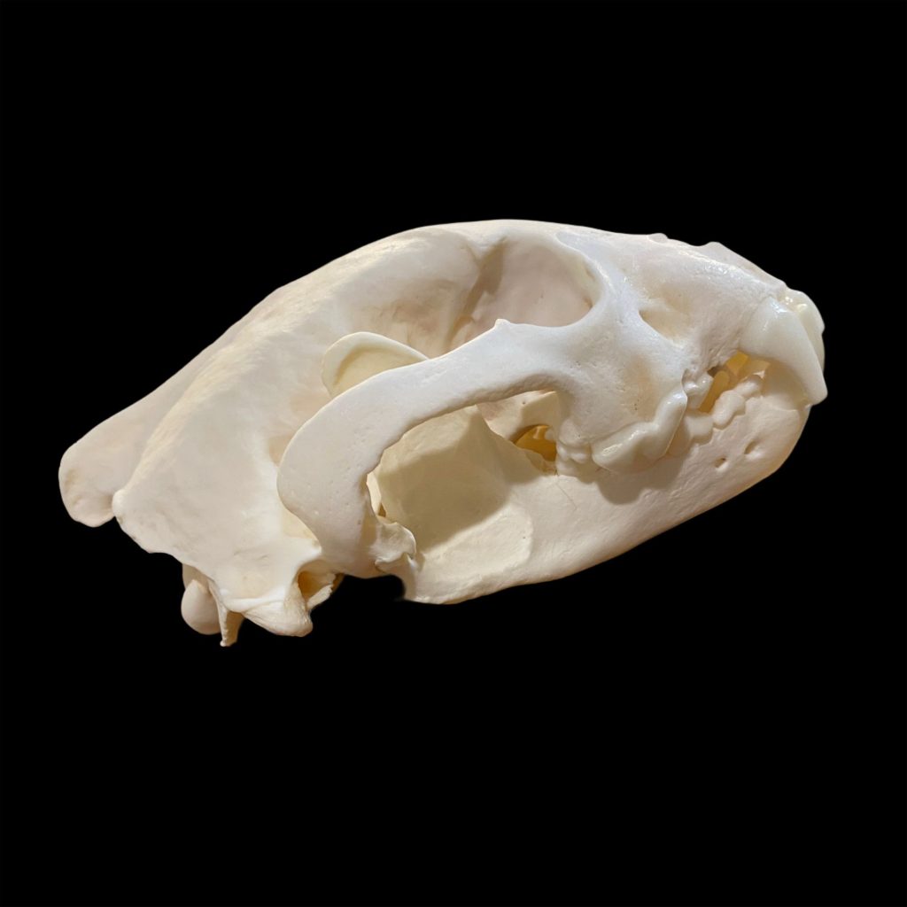 Wolverine Skull: #2 Quality / Large