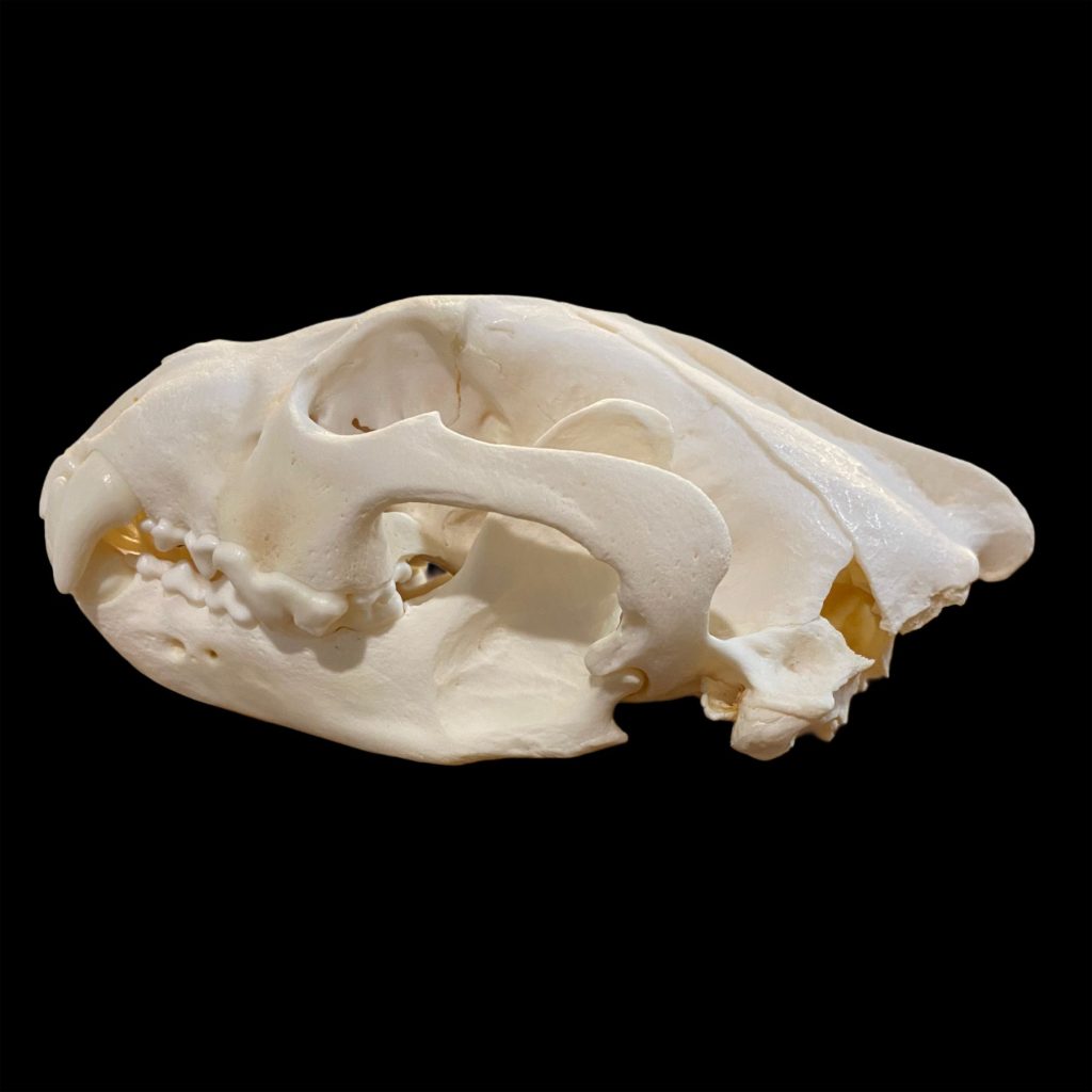 Wolverine Skull: #3 Quality / X Large