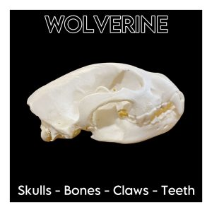 Wolverine Skulls