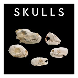 Skulls