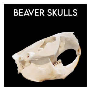 Beaver Skulls