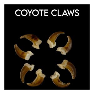 Coyote Claws