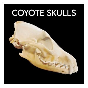Coyote Skulls