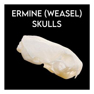 Ermine (Weasel) Skulls