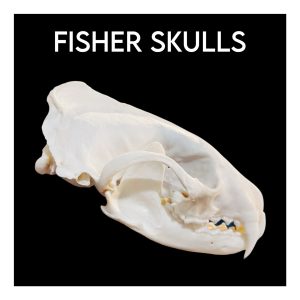 Fisher Skulls