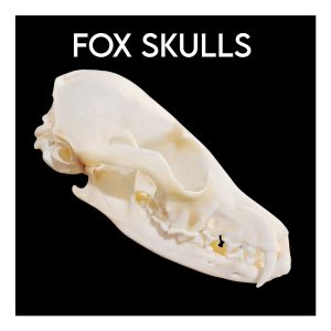 Fox Skulls