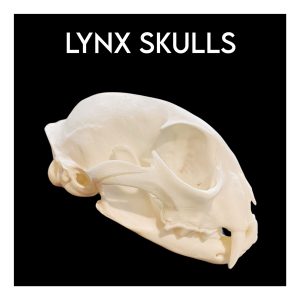 Lynx Skulls