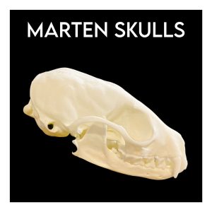 Marten Skulls