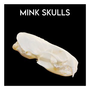 Mink Skulls