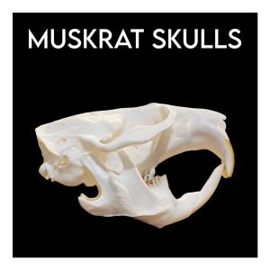 Muskrat Skulls
