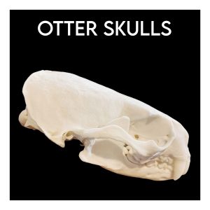 Otter Skulls