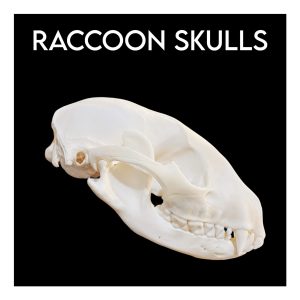 Raccoon Skulls