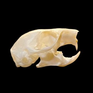Squirrel Skull: #1 Quality