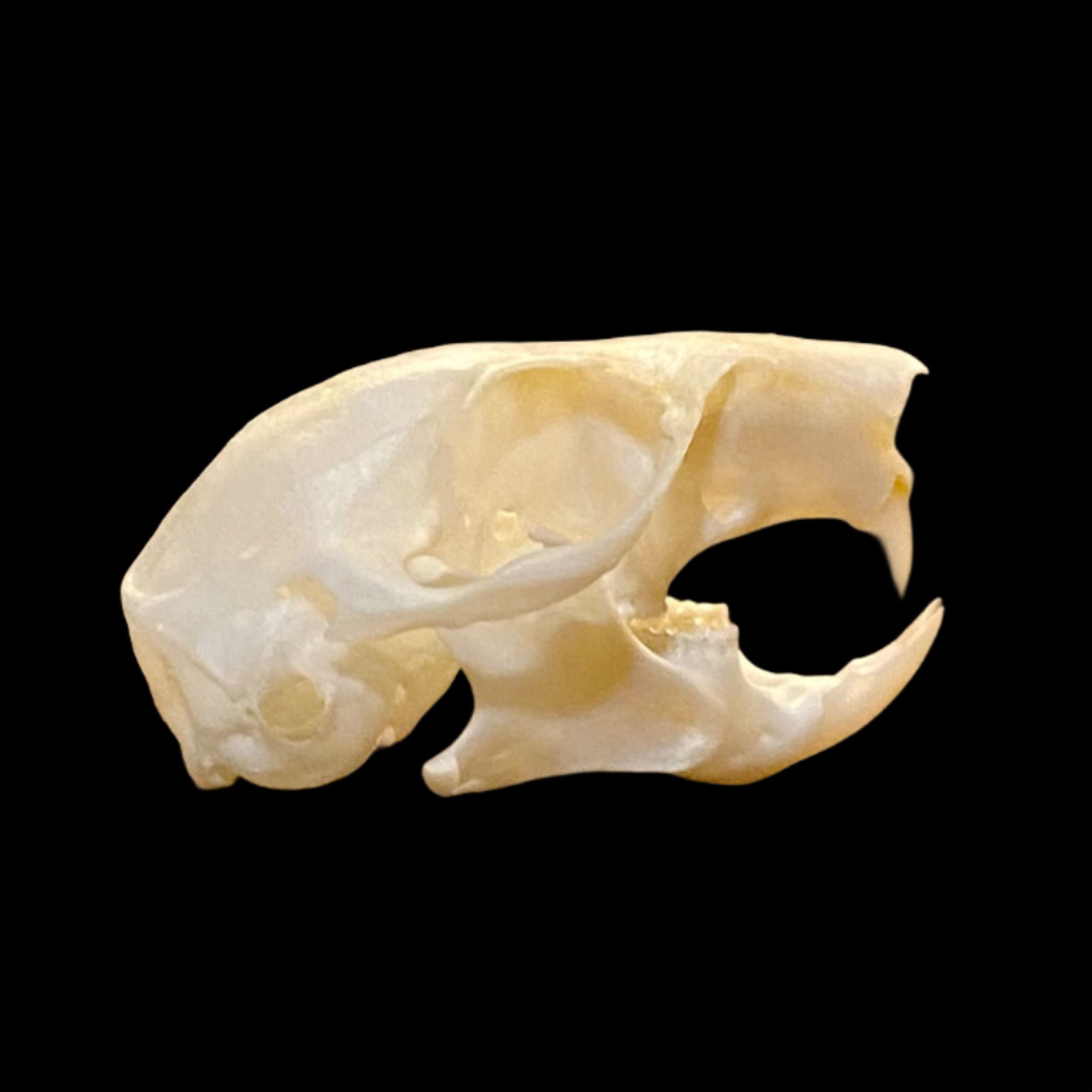 Squirrel Skull: #1 Quality