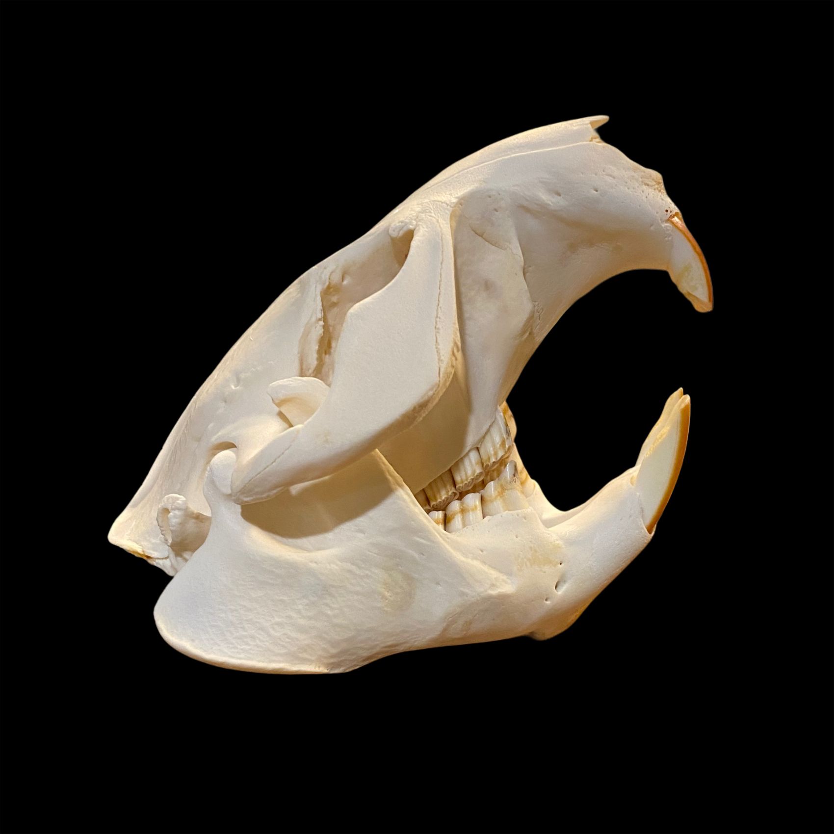 Beaver Skull: #1 Quality / Large