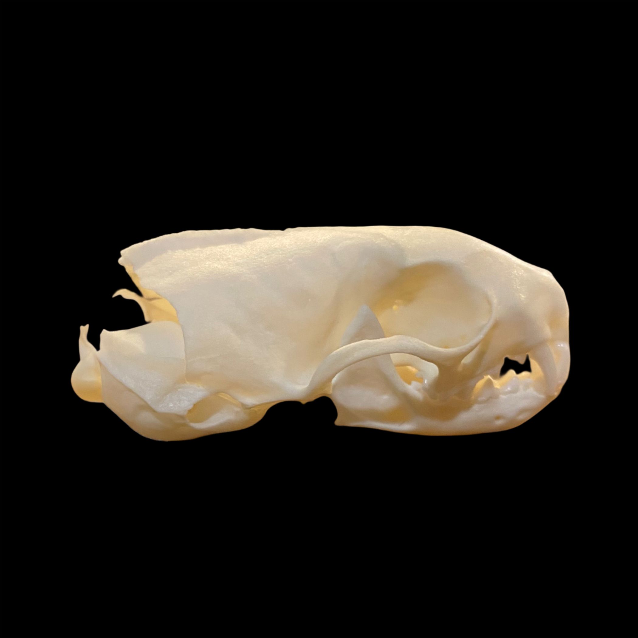 Ermine (Weasel) Skull: #3 Quality
