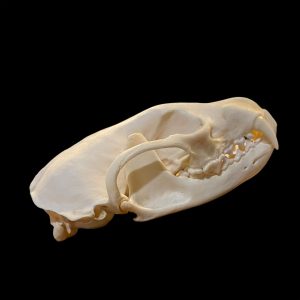 Fisher (Male) Skull: #2 Quality