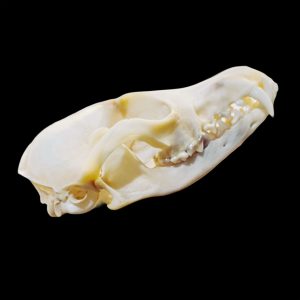 Fox Skull: #1 Quality